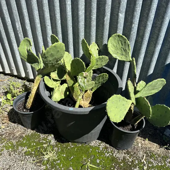cacti