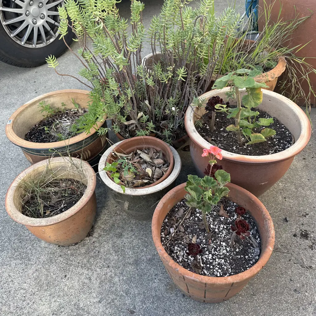 large lot of planters - not the big olive tree Image 1++