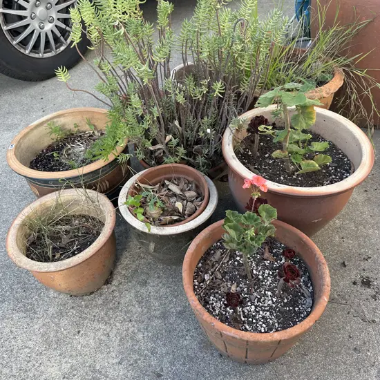 large lot of planters - not the big olive tree
